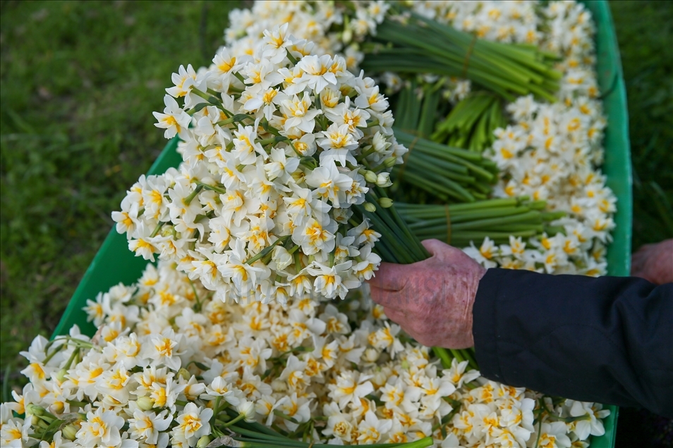 Así es la producción de flores de narciso en península de Karaburun en Turquía