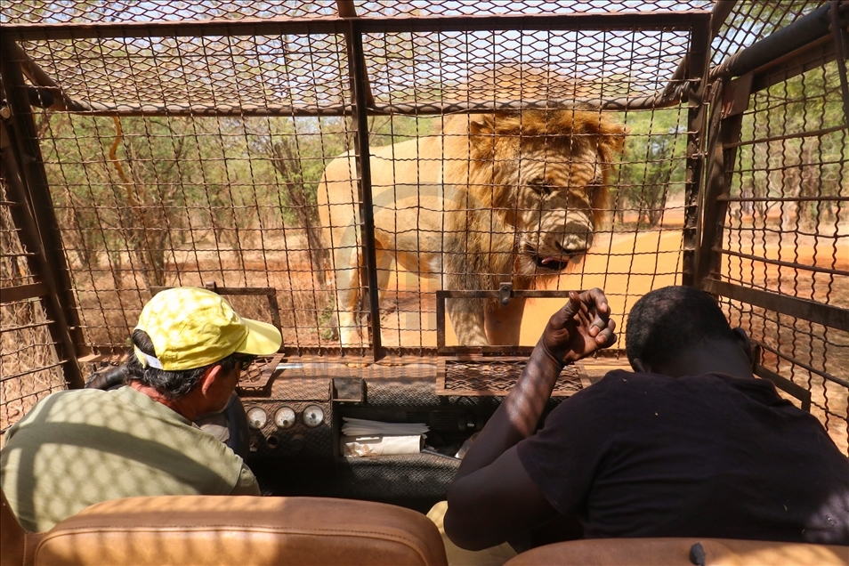 Visitors attend tours in cage to see lions of nature park