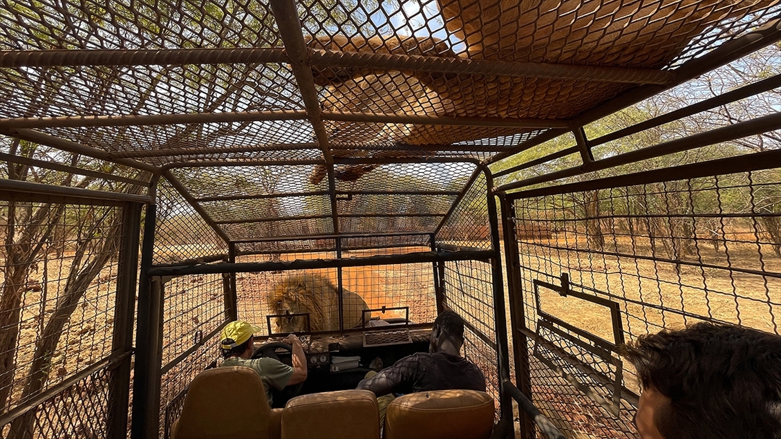 Sénégal : Les visiteurs d'un parc zoologique se délectent de voir des lions de près