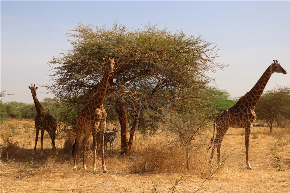 Sénégal : Les visiteurs d'un parc zoologique se délectent de voir des lions de près