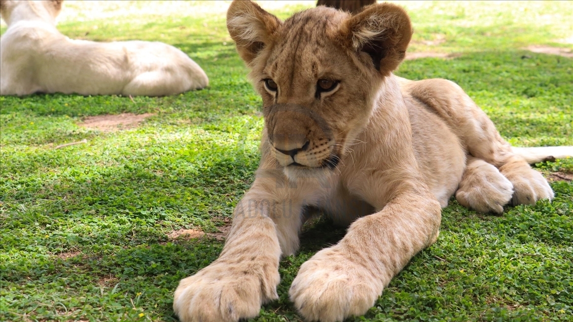 Sénégal : Les visiteurs d'un parc zoologique se délectent de voir des lions de près
