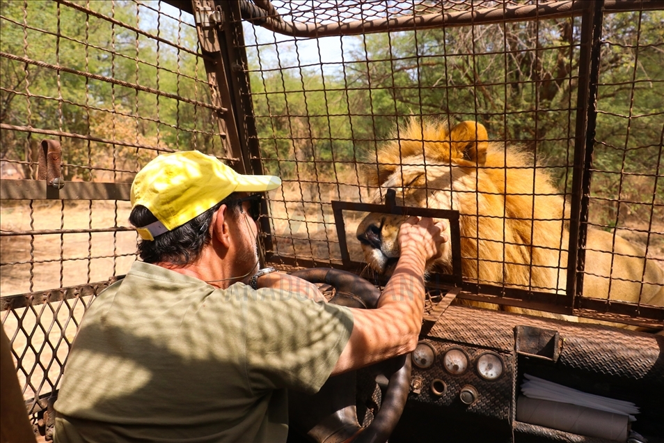 Sénégal : Les visiteurs d'un parc zoologique se délectent de voir des lions de près