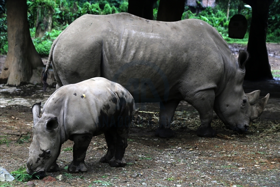 Baby white rhino born in Indonesia