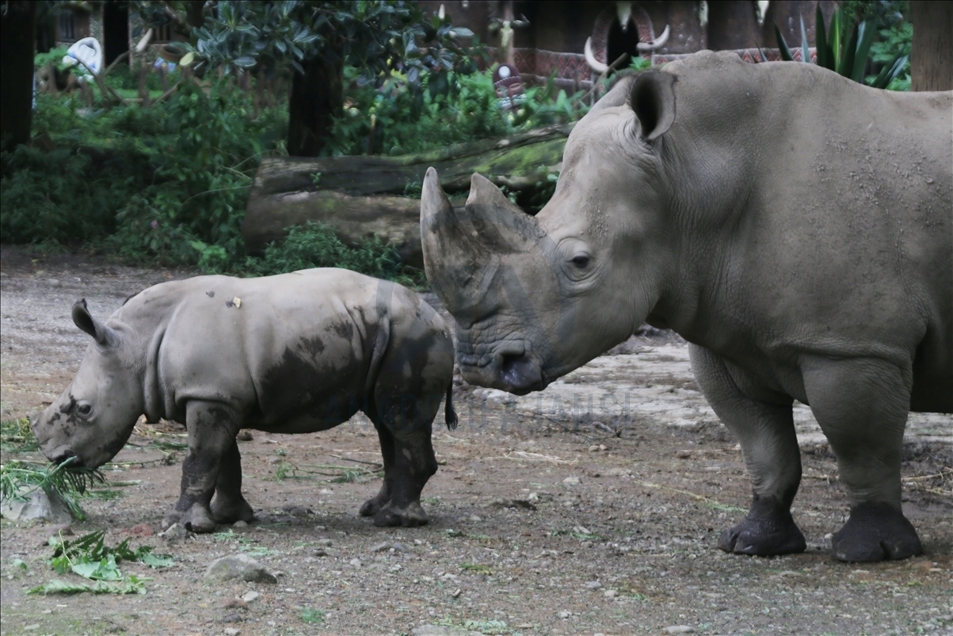 Baby white rhino born in Indonesia