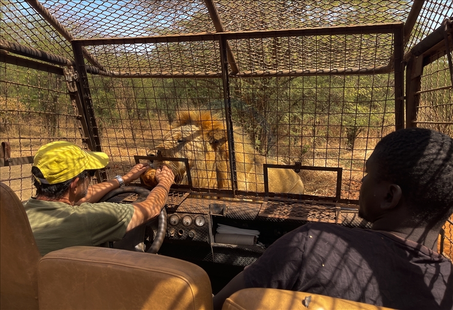 Senegal: Vizitorët vëzhgojnë kafshët e egra nga automjetet-kafazë
