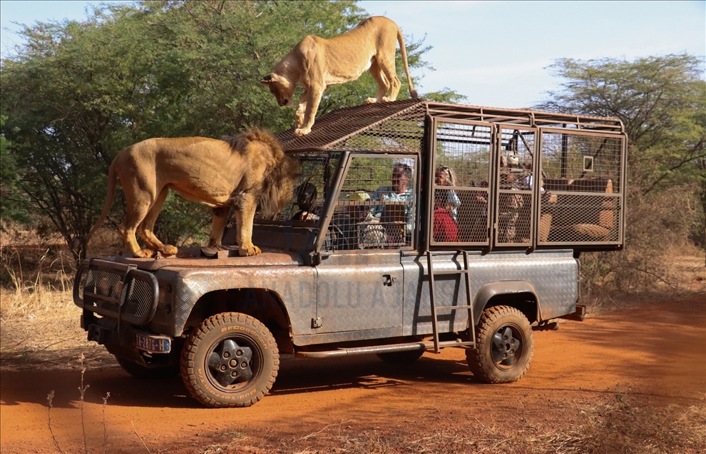 Senegal: Vizitorët vëzhgojnë kafshët e egra nga automjetet-kafazë