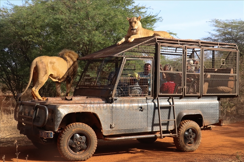 Senegal: Vizitorët vëzhgojnë kafshët e egra nga automjetet-kafazë