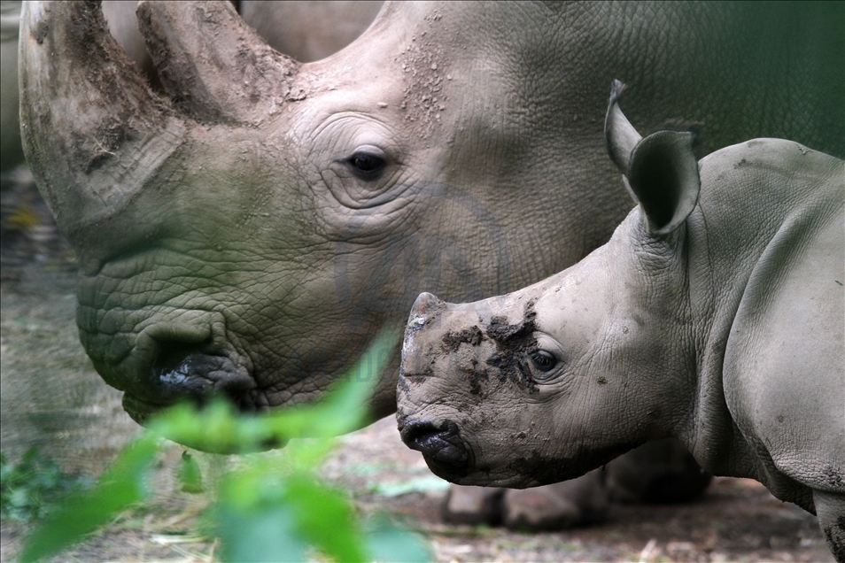 Baby white rhino born in Indonesia