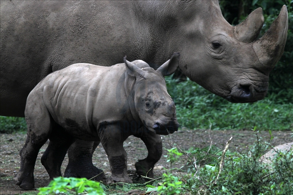 Baby white rhino born in Indonesia