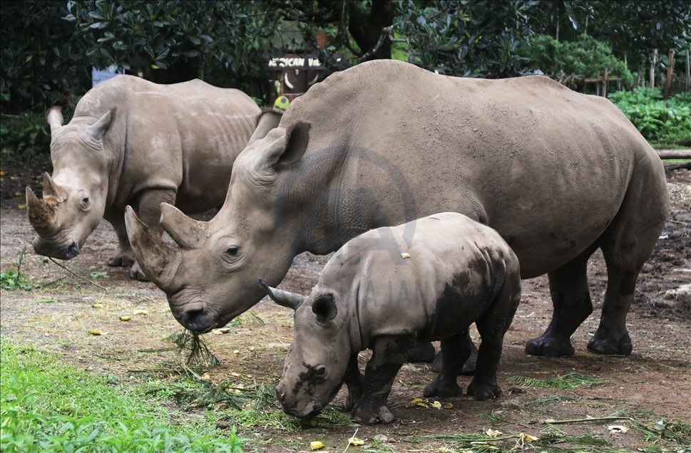 Baby white rhino born in Indonesia