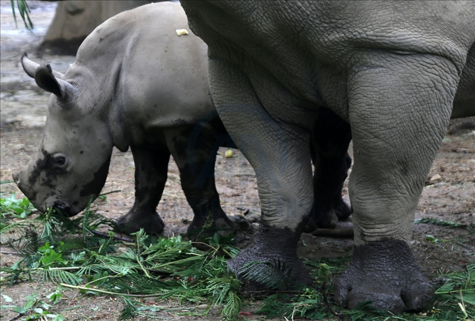 Baby white rhino born in Indonesia