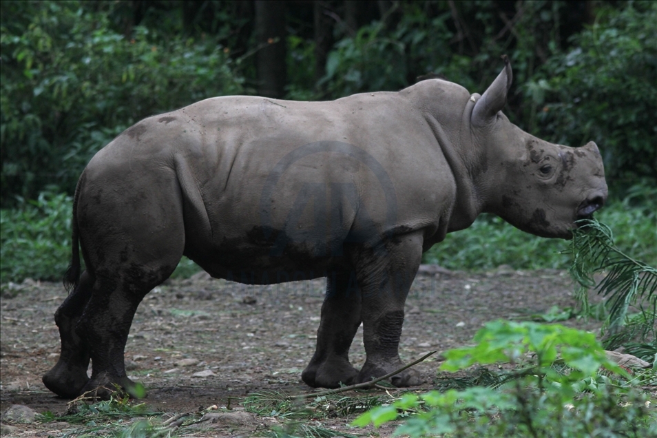 Baby white rhino born in Indonesia