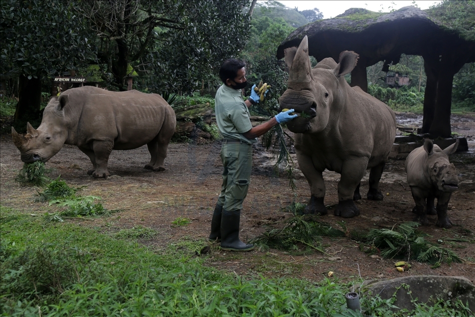 Baby white rhino born in Indonesia - Anadolu Ajansı