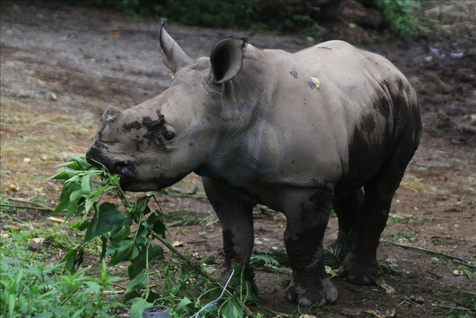 Baby white rhino born in Indonesia