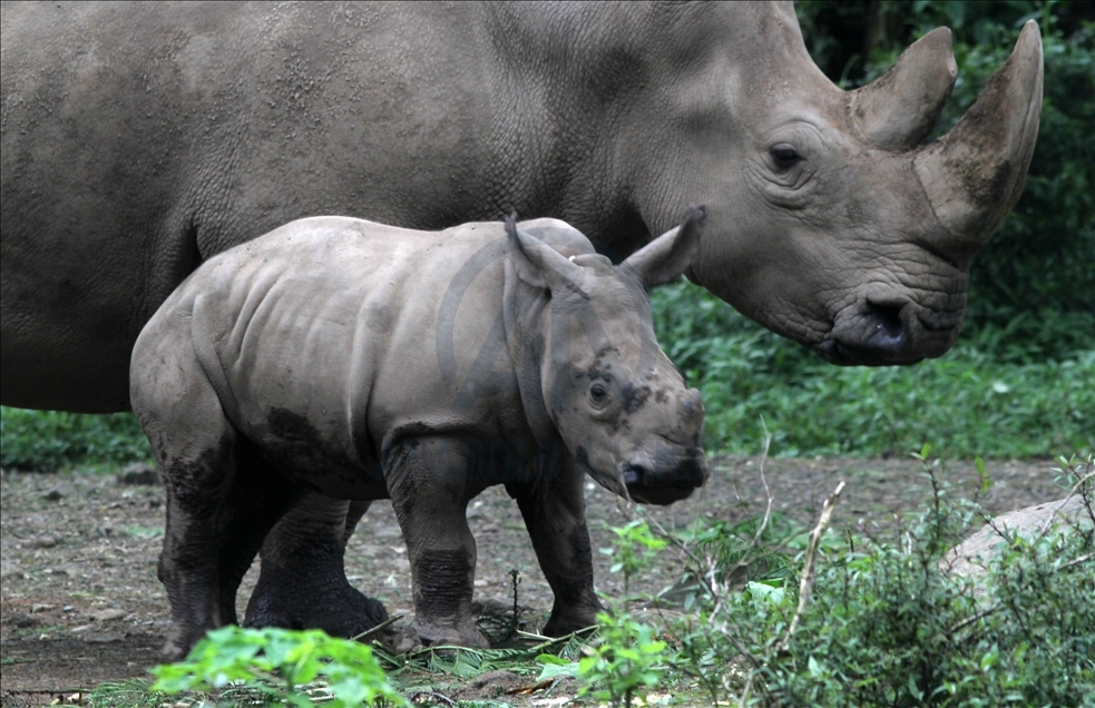 Baby white rhino born in Indonesia - Anadolu Ajansı