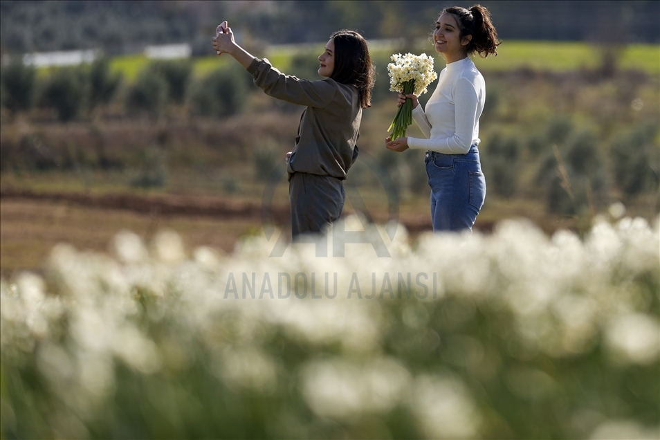 Antalya’da nergis tarlaları görsel şölen sunuyor