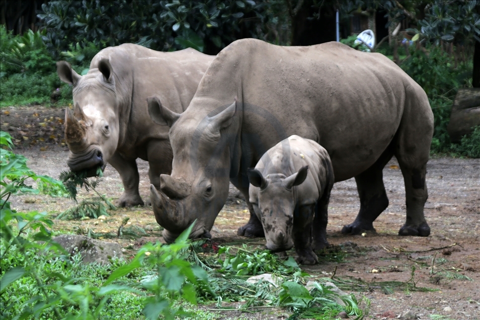 Baby white rhino born in Indonesia