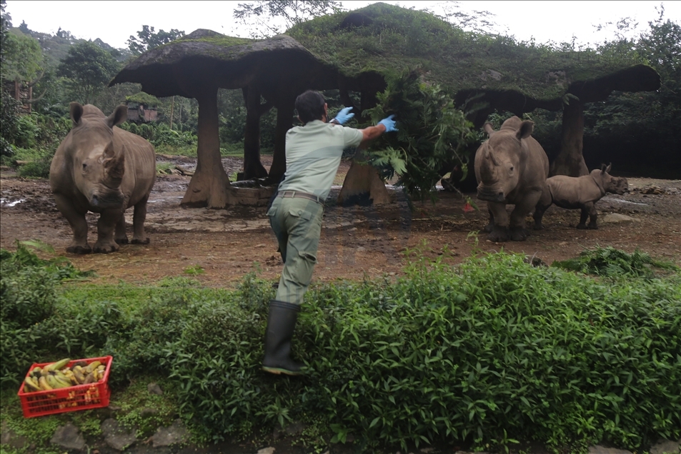 Baby white rhino born in Indonesia