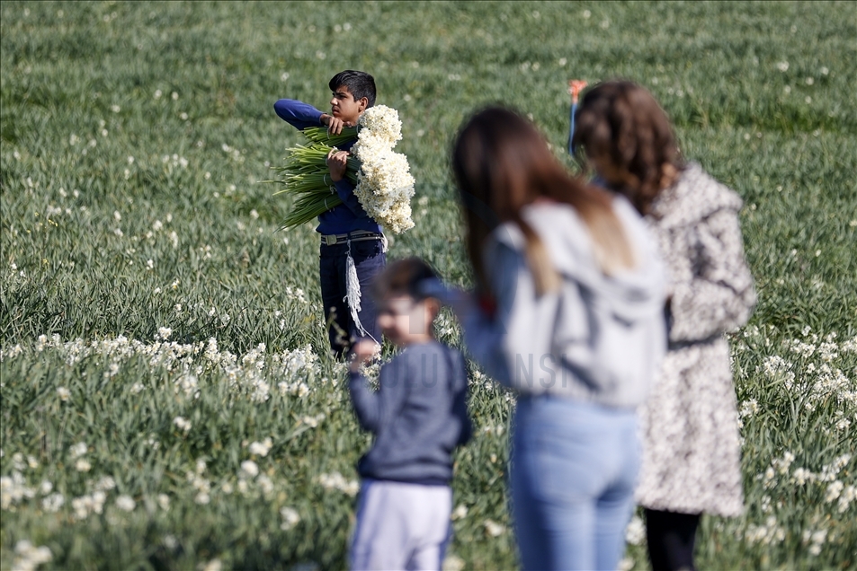 Antalya’da nergis tarlaları görsel şölen sunuyor