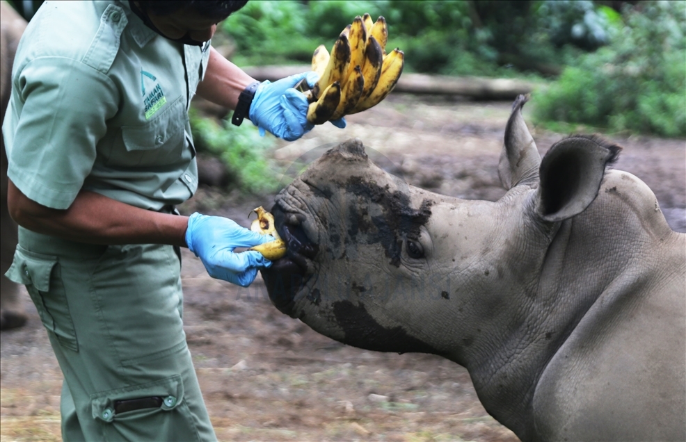 Baby white rhino born in Indonesia