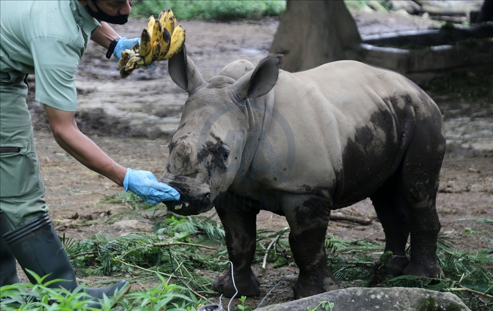 Baby white rhino born in Indonesia - Anadolu Ajansı