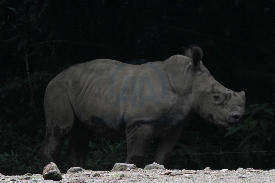 Baby white rhino born in Indonesia