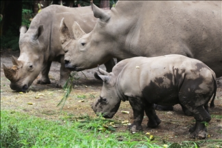 Baby white rhino born in Indonesia