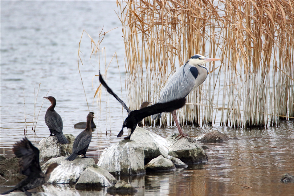 Turkey's east attracts migratory birds even in winter