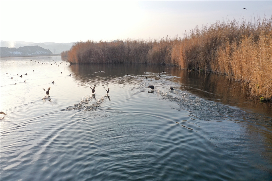 Turkey's east attracts migratory birds even in winter