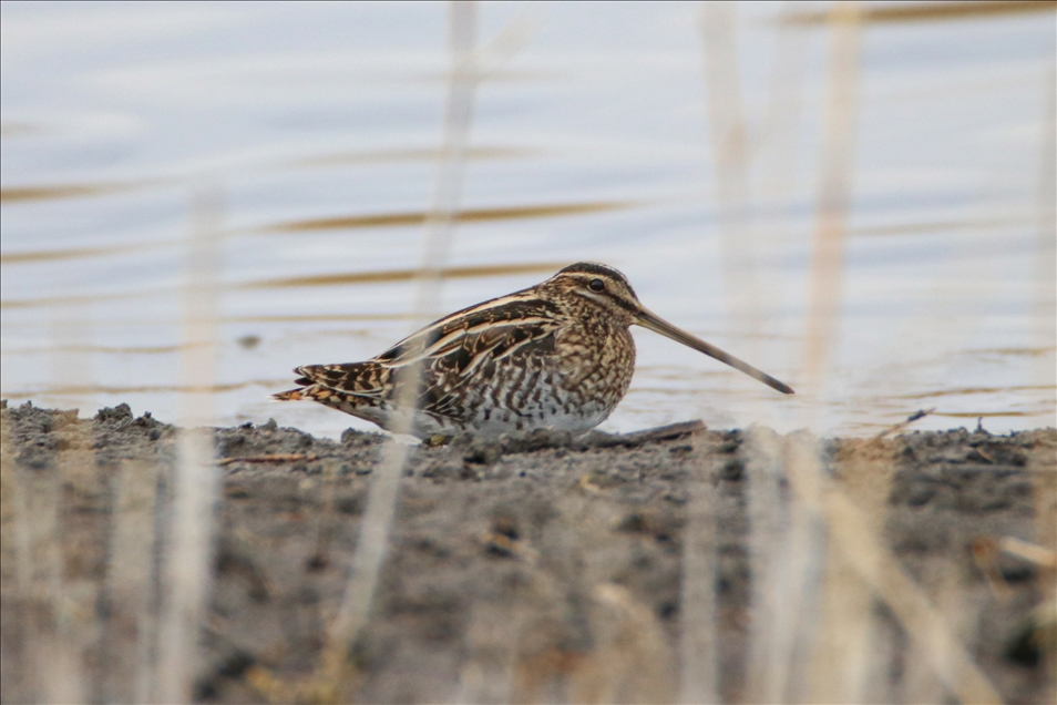 Turkey's east attracts migratory birds even in winter