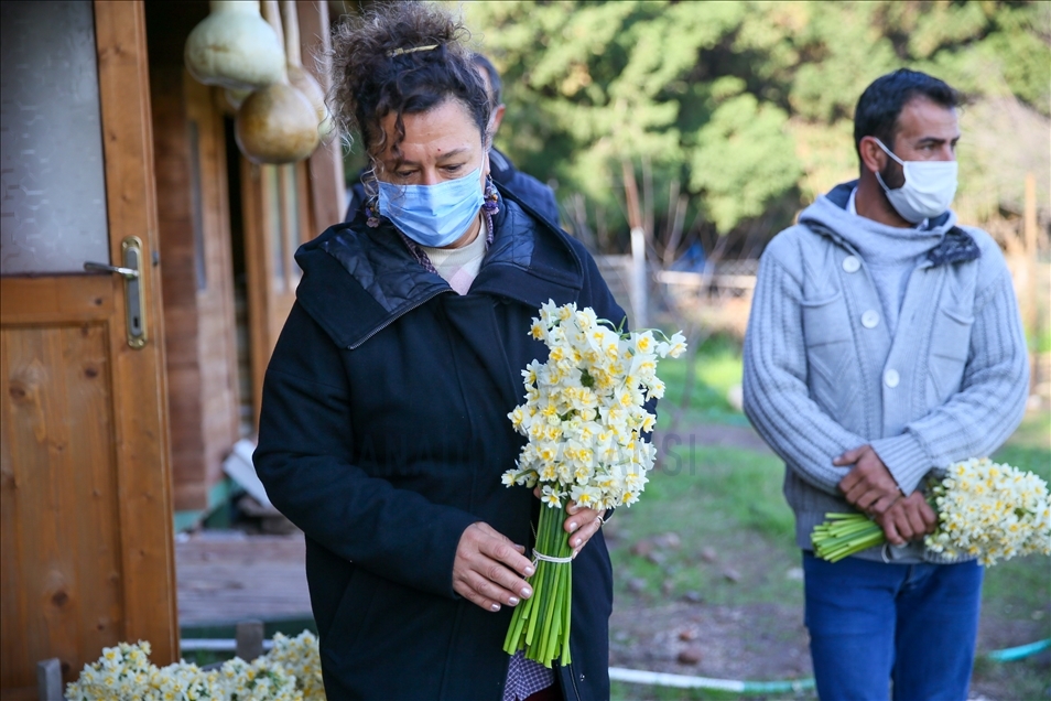 برداشت گل نرگس در ترکیه