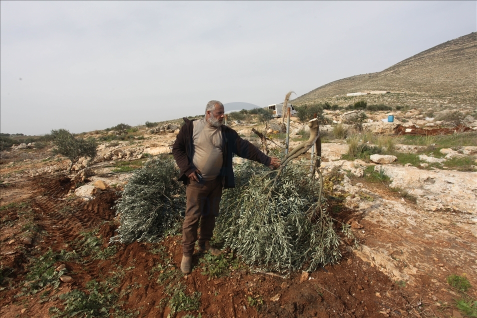 İsrail askerleri, Batı Şeria’daki ormanlık alanda binlerce ağacı tahrip etti