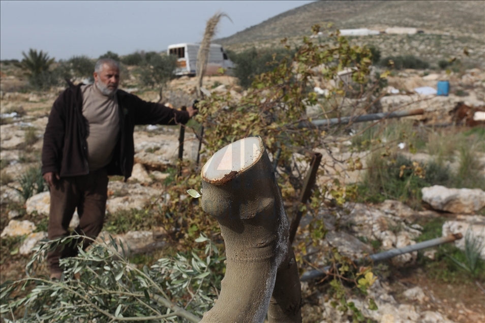 İsrail askerleri, Batı Şeria’daki ormanlık alanda binlerce ağacı tahrip etti