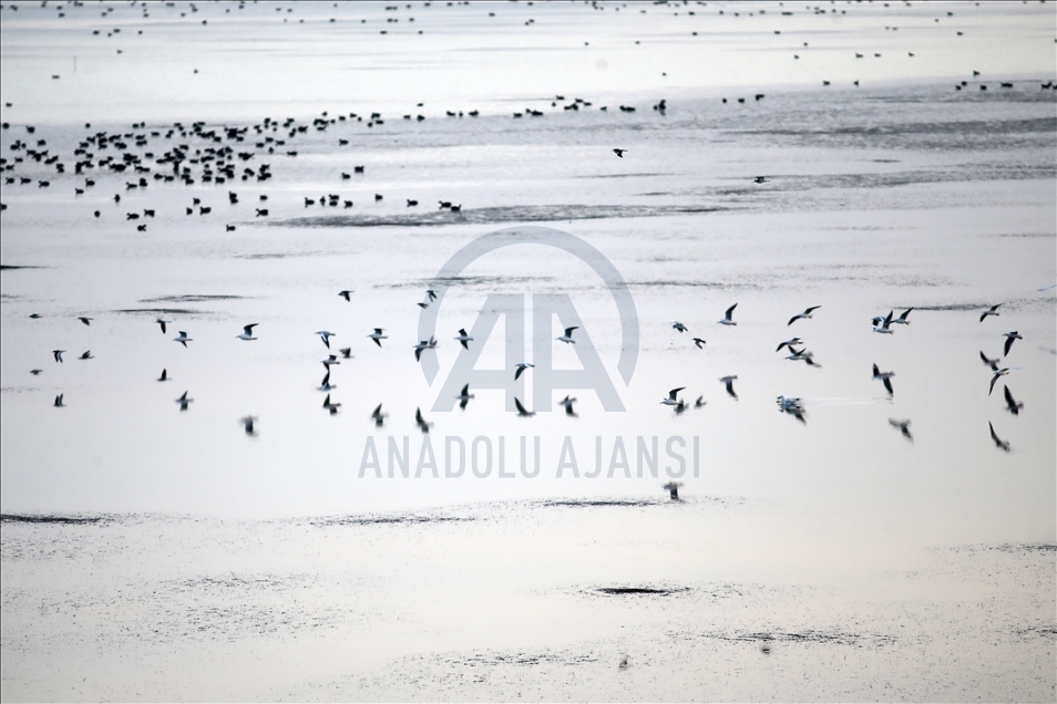 Göçmen kuşların uğrak durağı Çukurova Deltası, misafirleriyle "cıvıl cıvıl" oldu