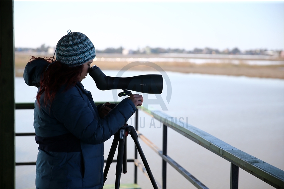 Göçmen kuşların uğrak durağı Çukurova Deltası, misafirleriyle "cıvıl cıvıl" oldu