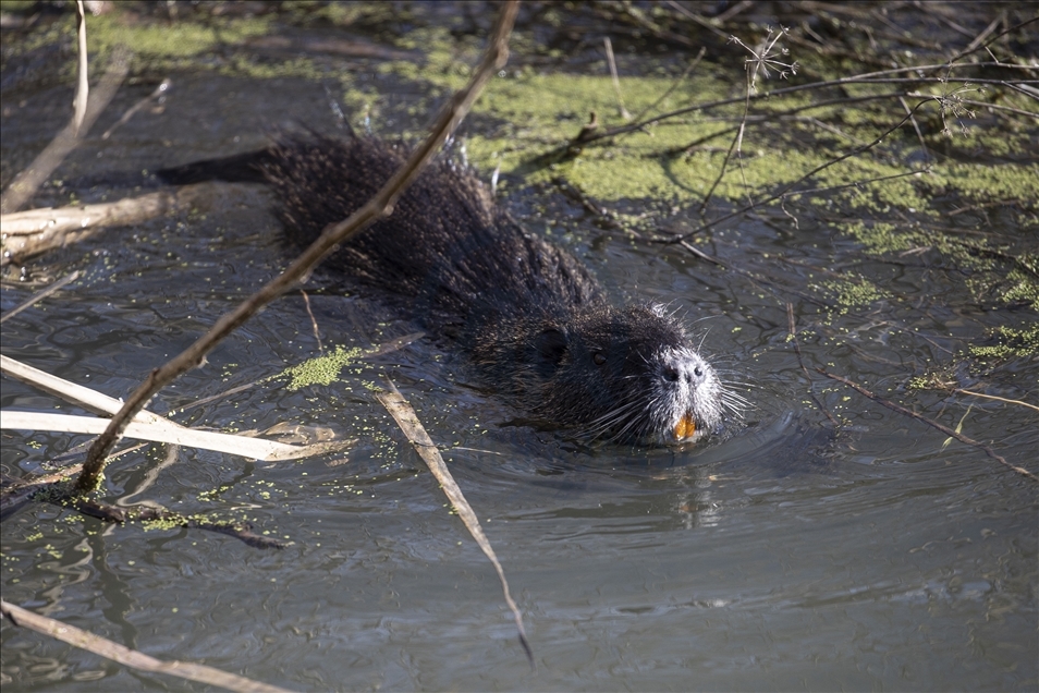 Coypus in Turkey's Edirne