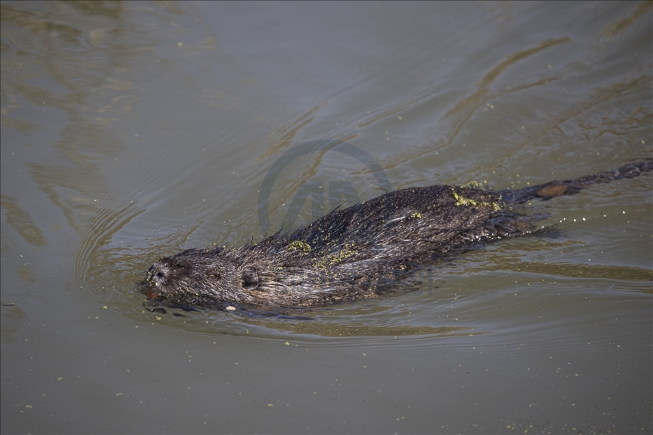 Coypus in Turkey's Edirne