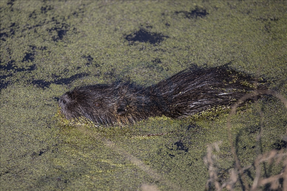 Coypus in Turkey's Edirne
