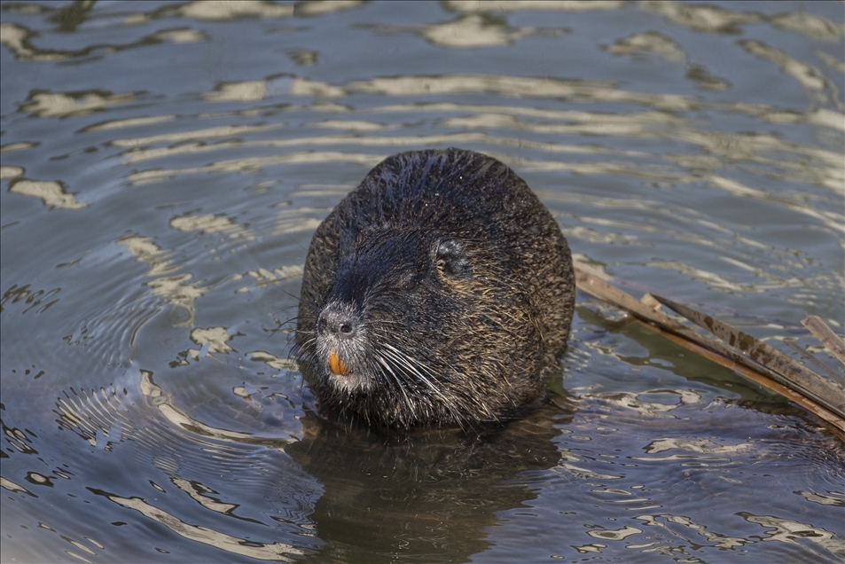 Coypus in Turkey's Edirne