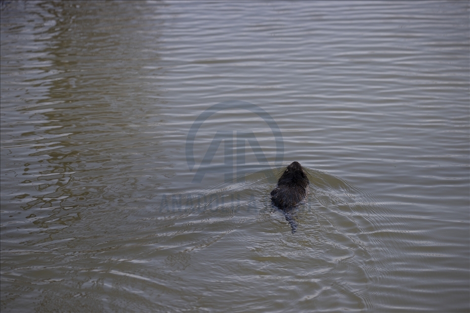Coypus in Turkey's Edirne