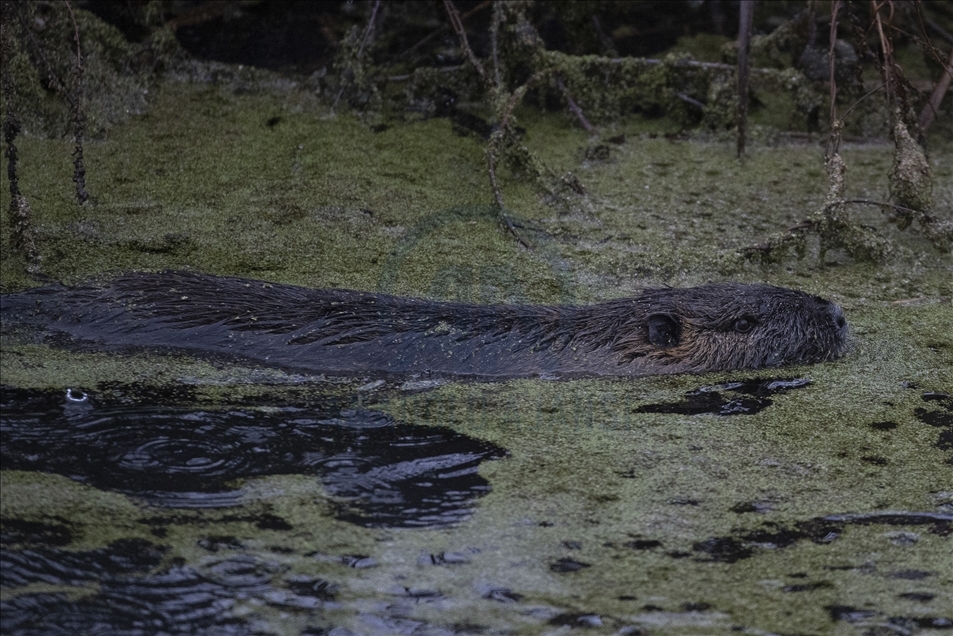 Coypus in Turkey's Edirne
