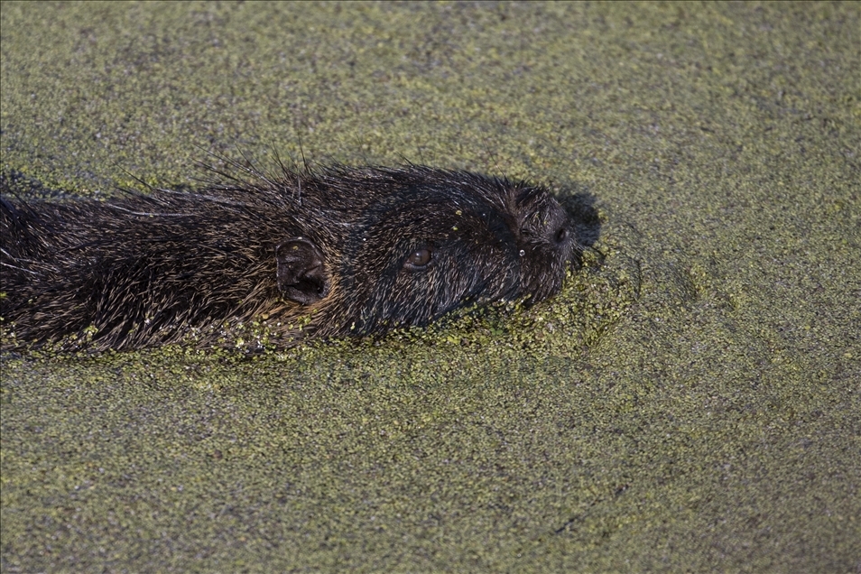 Coypus in Turkey's Edirne