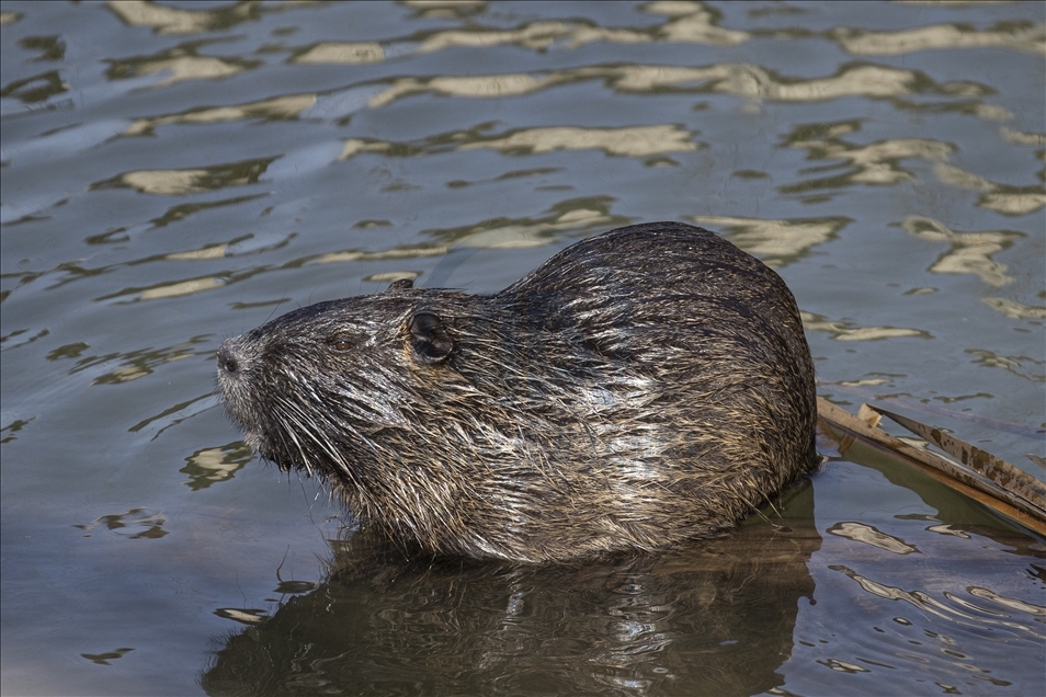 Coypus in Turkey's Edirne