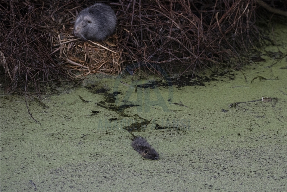 Coypus in Turkey's Edirne