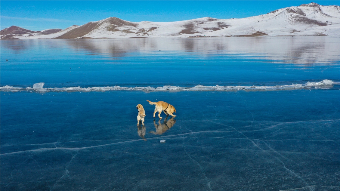 Dogs Play On The Icy Surface Of Lake Balik In Turkey S Igdir Anadolu Agency