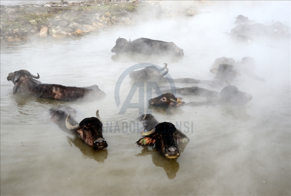 Turquie : A Bitlis, les buffles se baignent dans des eaux thermales