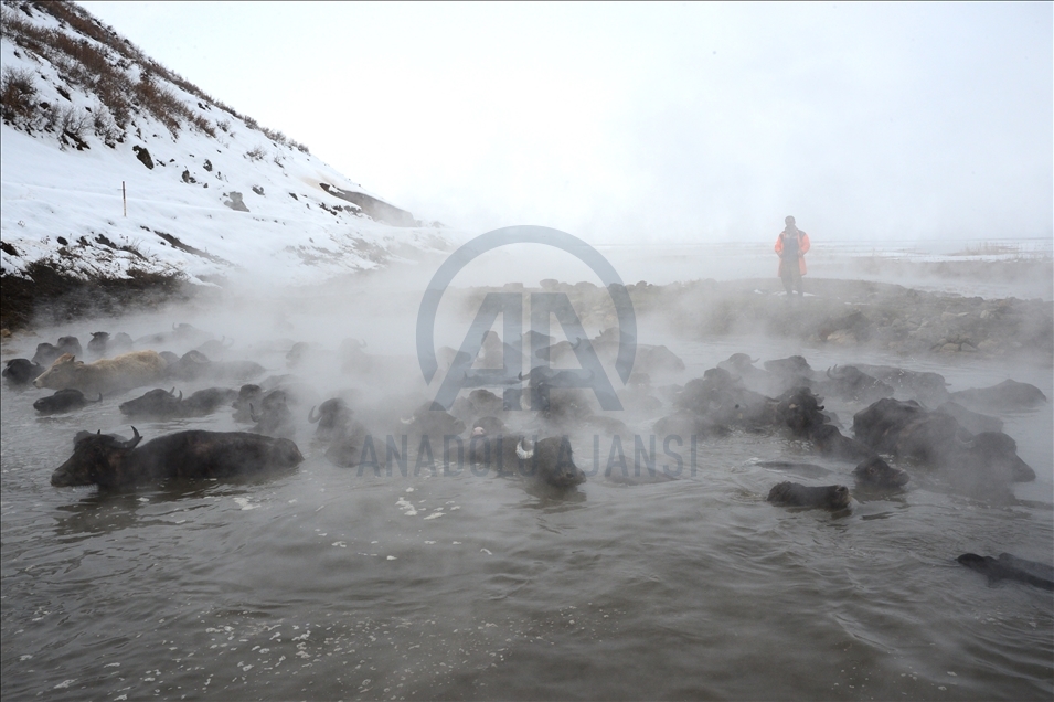 Turquie : A Bitlis, les buffles se baignent dans des eaux thermales