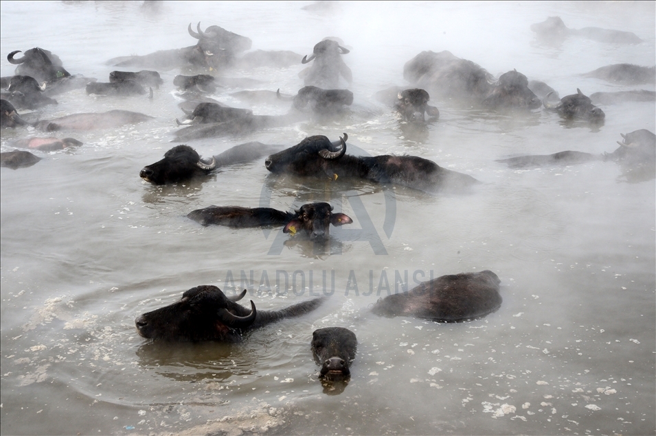 Turquie : A Bitlis, les buffles se baignent dans des eaux thermales