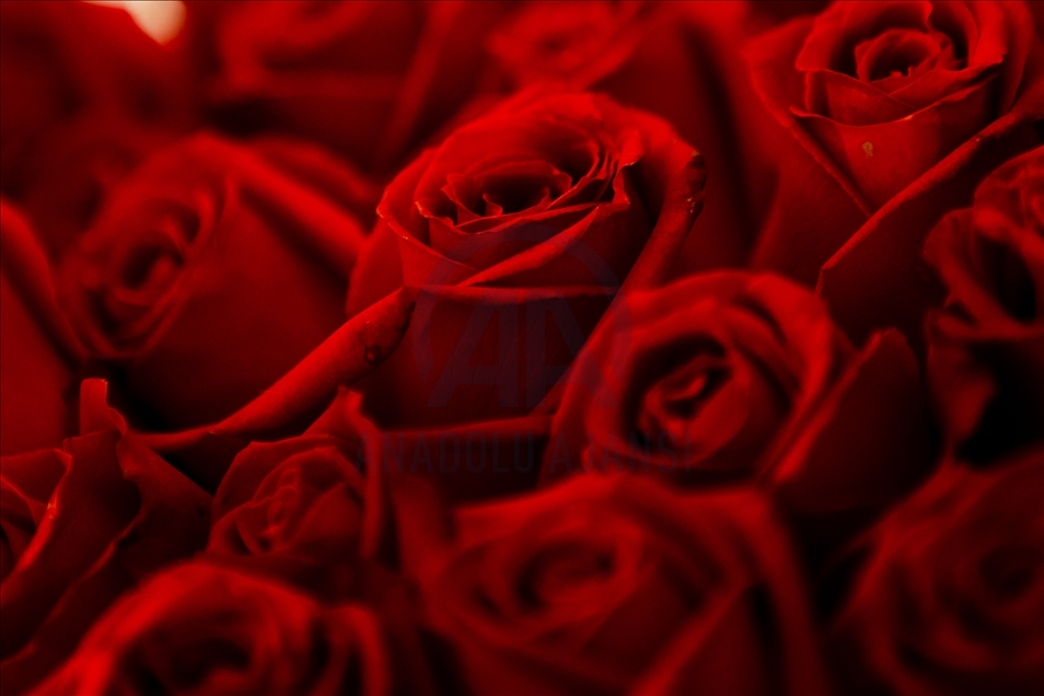 Saint Valentin: 70 millions de fleurs turques exportées vers 22 pays