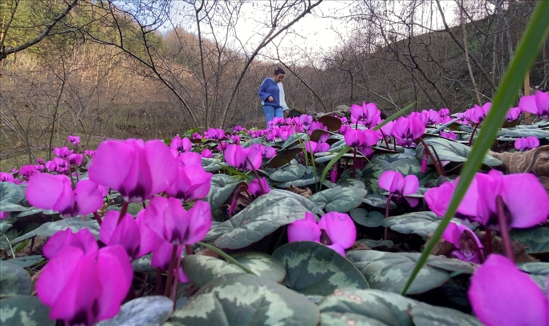 Batı Karadeniz yaylaları "yalancı bahar" ile renk cümbüşü yaşıyor